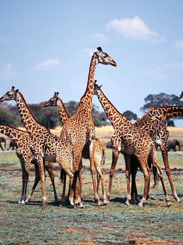 wildlife-tours